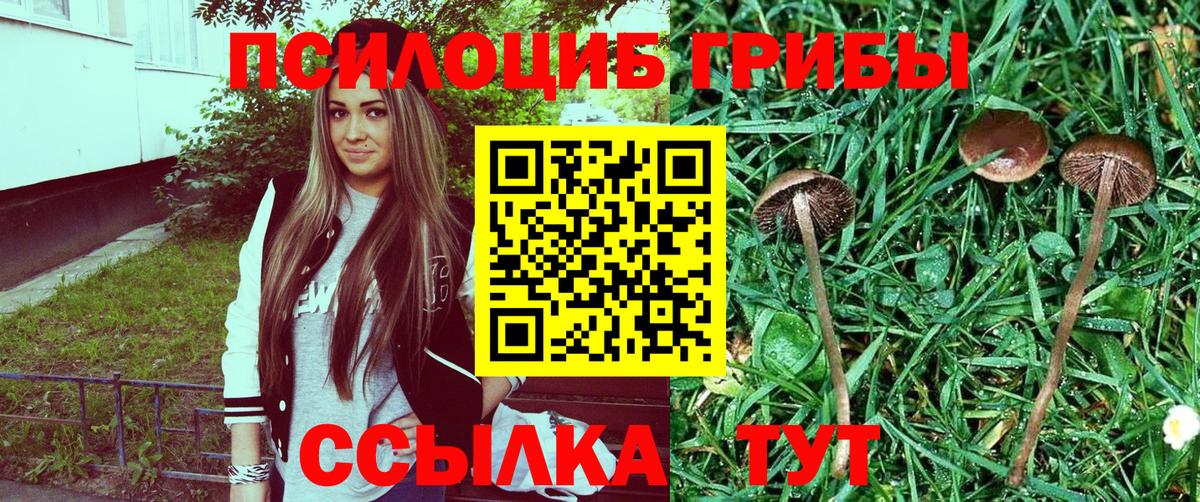 Псилоцибиновые грибы GOLDEN TEACHER Буйнакск